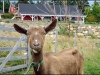 3-bonavista-social-club-goat