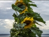 4-bonavista-social-club-sunflower-newfoundland