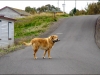 99-Dog-Carrying-Fish-Trinity