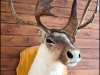 deer-Hôtel-Musée-Premières-Nations