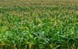 Corn Maze. ©Julia Pelish Photography