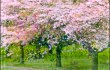 Cherry blossoms in Stanley Park. (Julia Pelish/Vacay.ca)