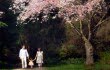 Stanley Park, springtime, Cherry Blossoms, Vancouver