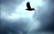 raven haida gwaii bc