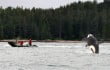 haida-gwaii-killer-whale-qcl