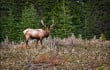 banff-elk