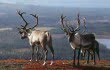 Catching sight of reindeers was better than dining on them day in and day out, Kathleen Kenna says. (Photo courtesy of Visit Finland)