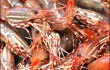 spotted prawns vancouver bc