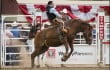 Calgary stampede rodeo