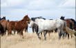 calgary stampede ranch, hanna, alberta, calgary