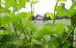 georgian-hills-winery