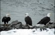 Eagles Squamish