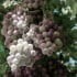 icewine-festival-niagara-region