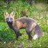 Fox PEI