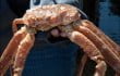 Cheticamp-crab