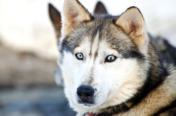 Siberian husky, dog-sledding, quebec, winter