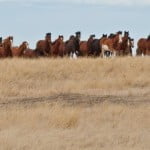 calgary-stampede-2012-galloping-horses