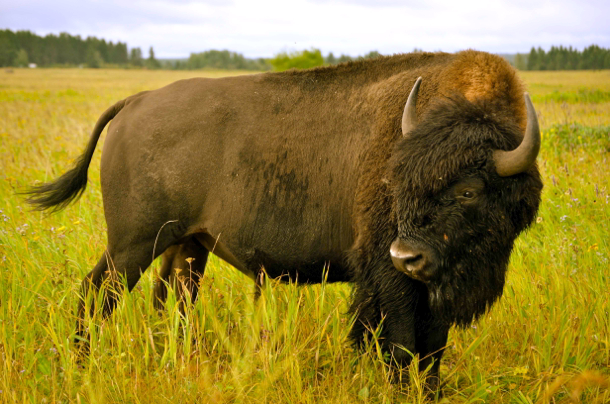 bison-riding-mountain-national-park-manitoba