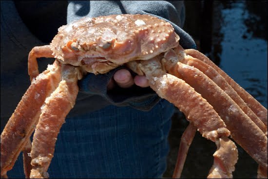 Cheticamp-crab