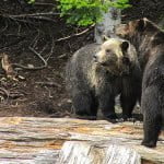 grizzly-bears-british-columbia