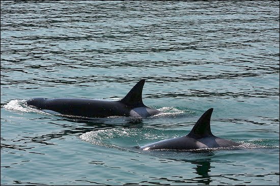 transient-orcas-alert-bay-bc