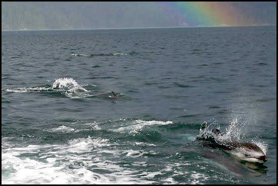 A school of dolphins swims through the Johnstone Strait as a rainbow appears in British Columbia. (Adrian Brijbassi/Vacay.ca)