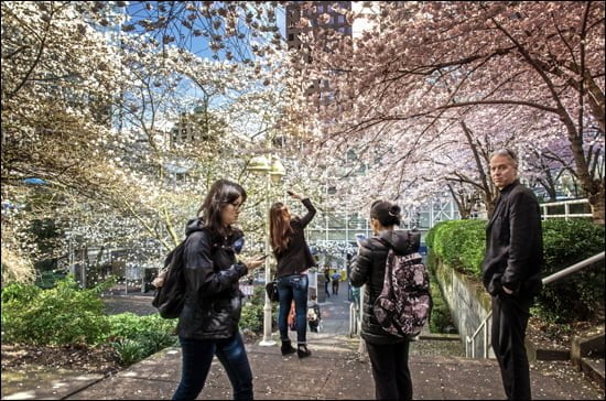 Cherry Blossom Festival, Vancouver, spring, Akebono cherry trees
