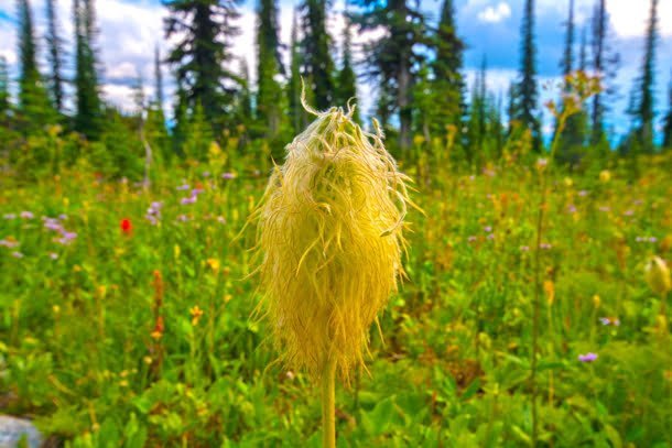 mount-revelstoke-national-park-western-anemone-hippy-head