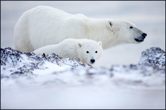 Nunavut-polar-bears-550