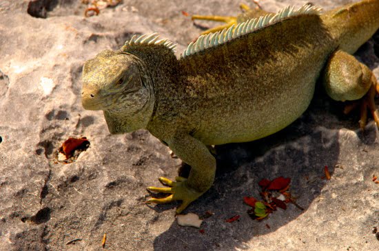 turks-and-caicos-iguana