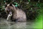 cub-eating-salmon-feature