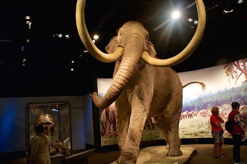 mammoth-exhibit-royal-bc-museum-victoria