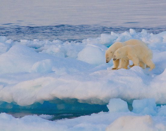 polar-bear-and-cub-ice-floe-adventure-canada