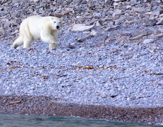 polar-bear-sprinting-akpatoqat-island-nunavut small