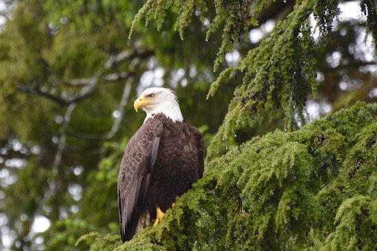 eagle-in-tree-haida-gwaii