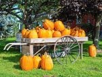 Perth County pumpkins