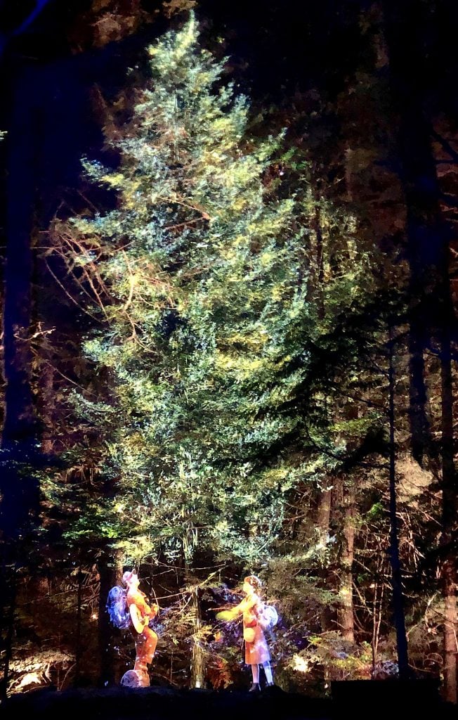 vallea-lumina-tree-scene