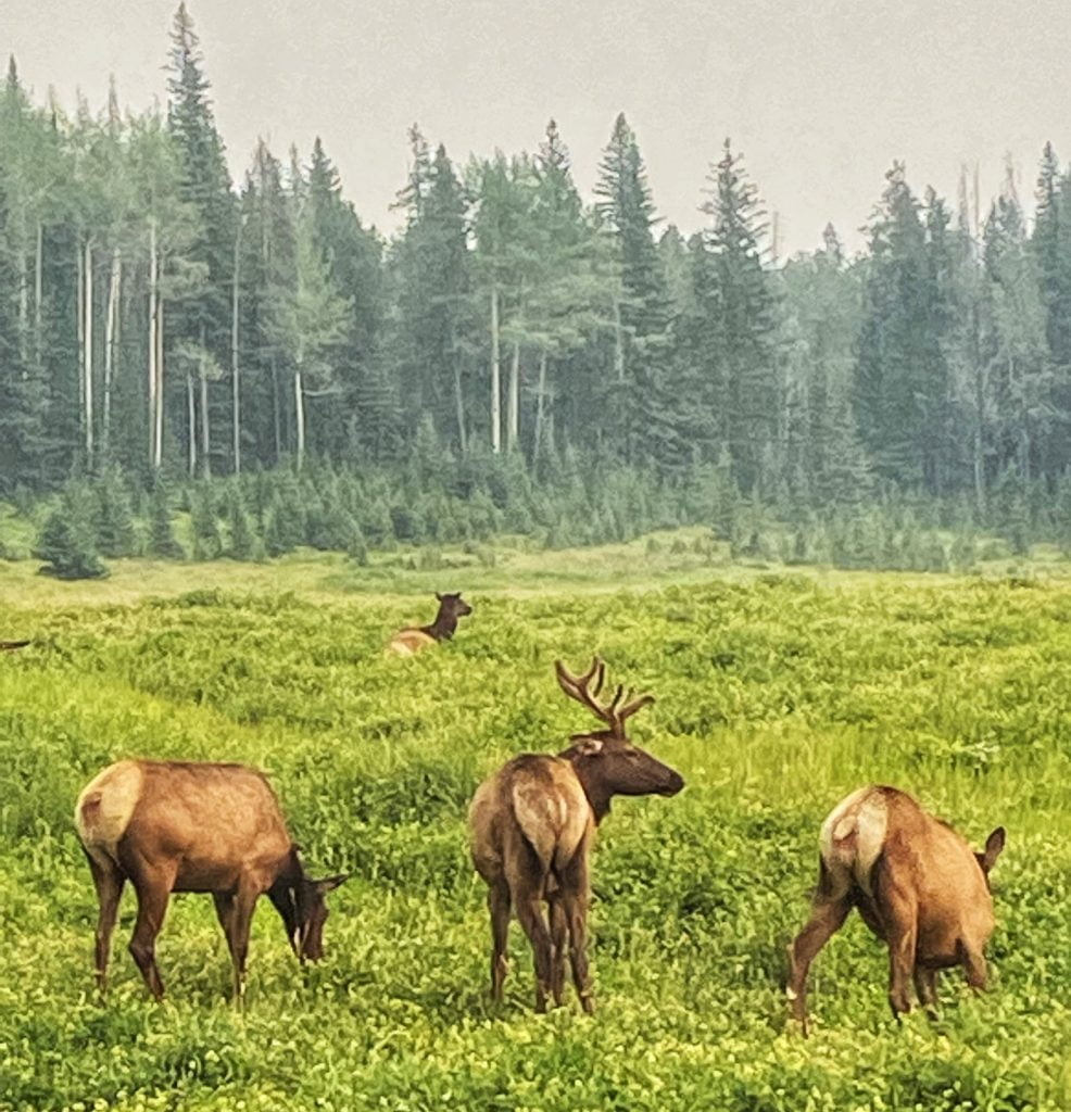 elk-family-banff-discovery-tours