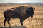 wanuskewin-heritage-park-bison-bull-saskatchewan