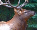 jasper-big-elk-looking-up