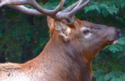 jasper-big-elk-looking-up