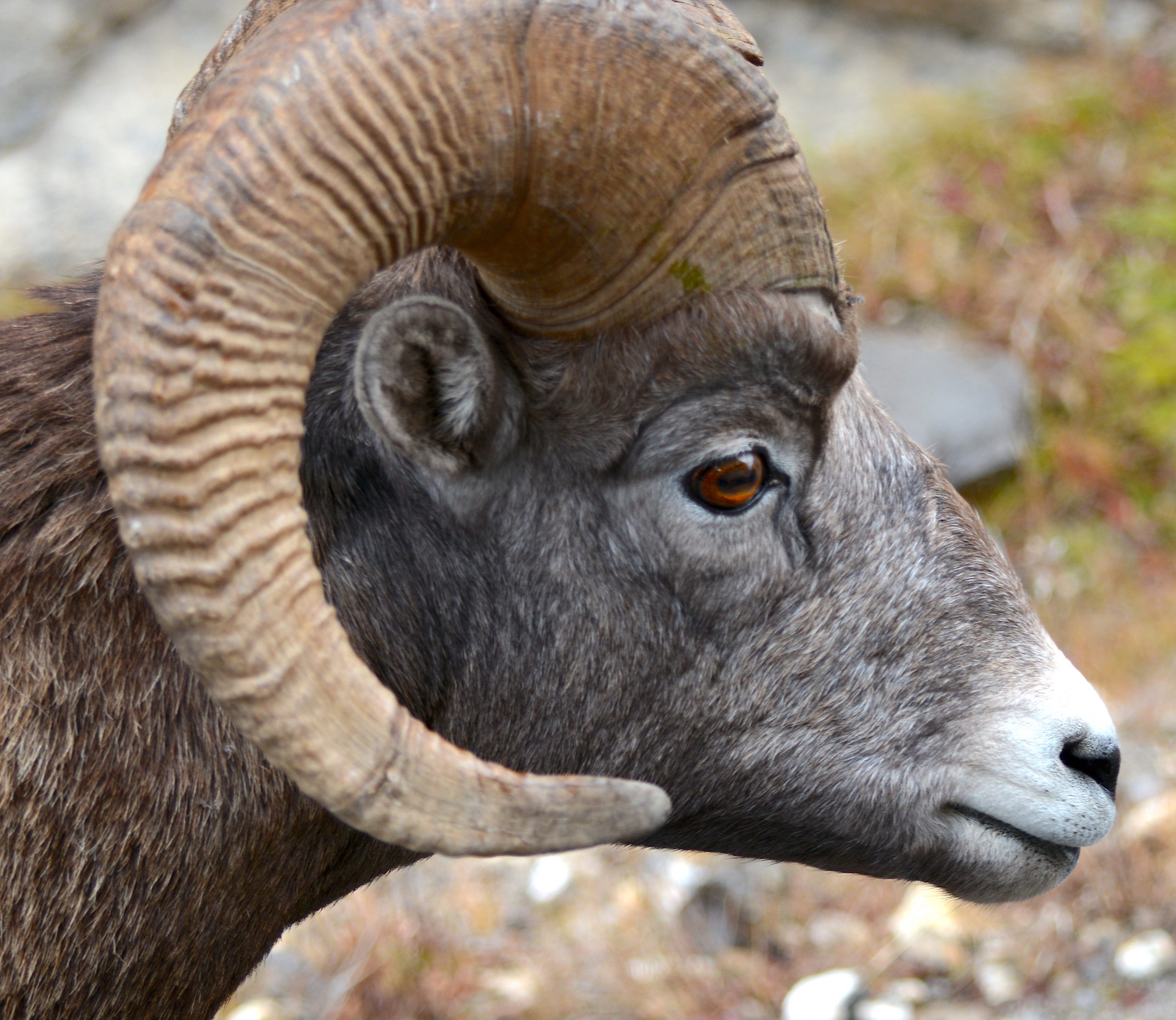jasper-big-horn-sheep-close-up