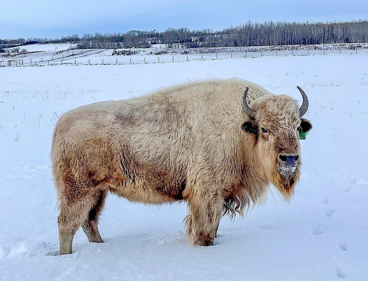 white-bison-metis-crossing-alberta