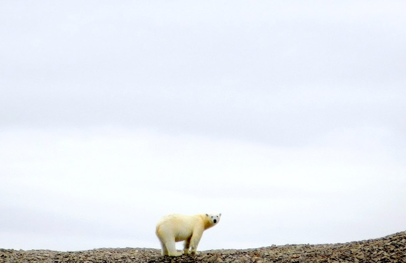 quark-expeditions-polar-bear