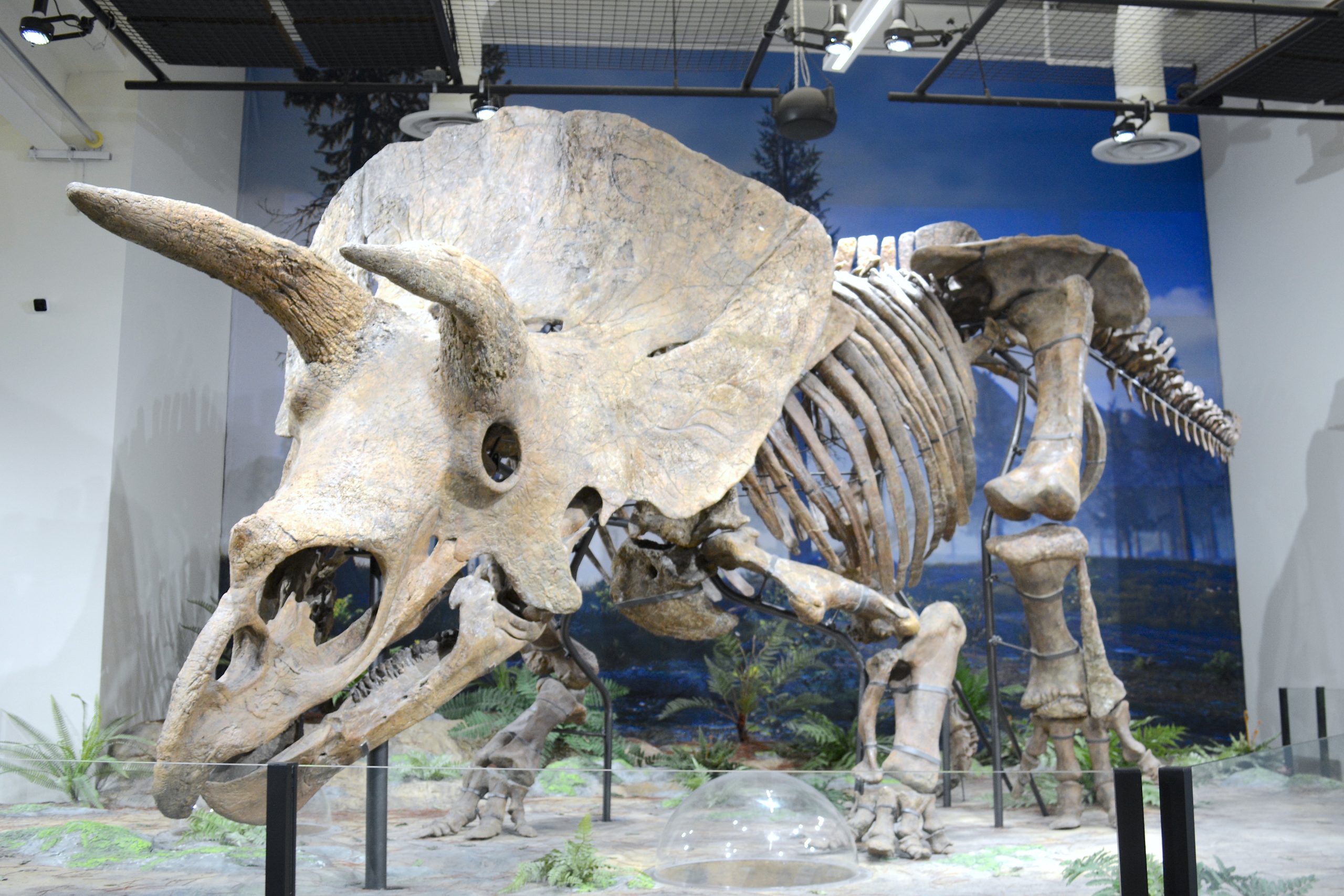tampa triceratops big john