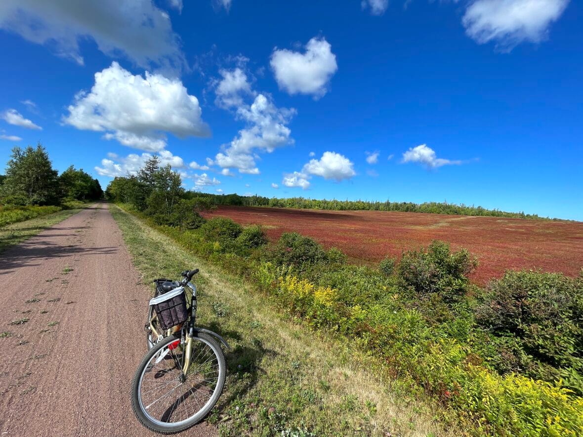 Blueberries pei bike trail