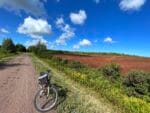 Blueberries pei bike trail