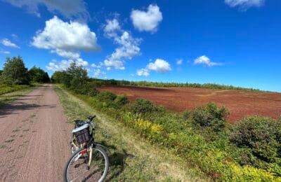 Blueberries pei bike trail