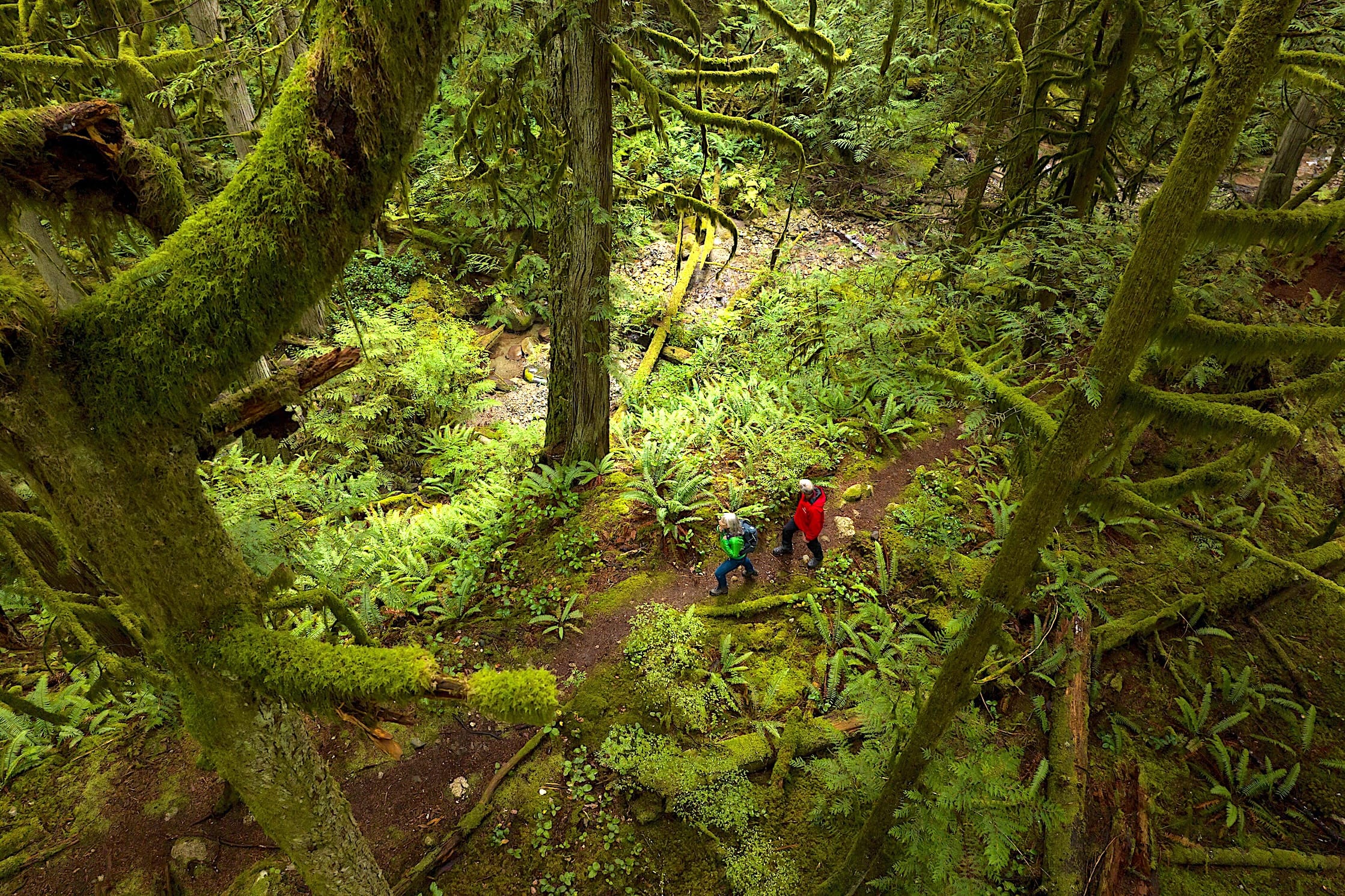 Two people hiking in the rainforest in Roberts Creek on the Sunshine Coast.