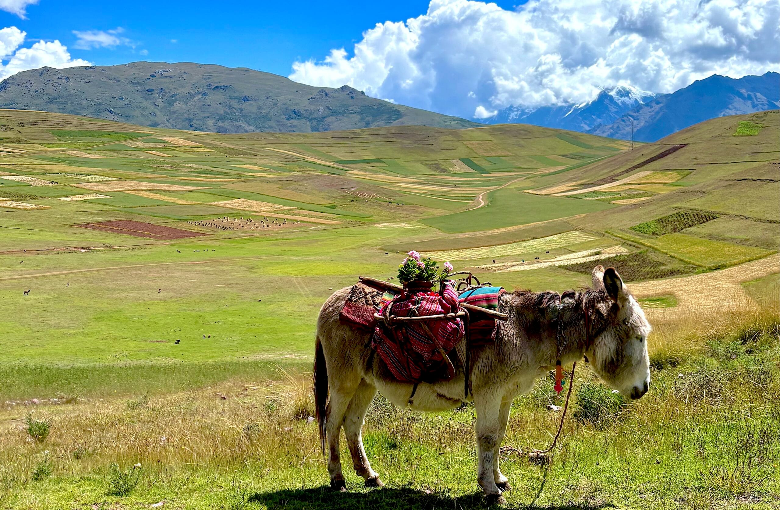 donkey sacred valley peru